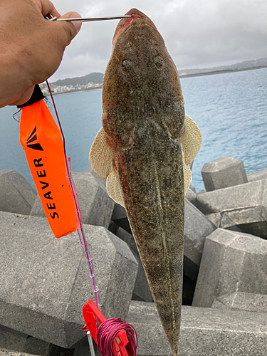 コチの釣果