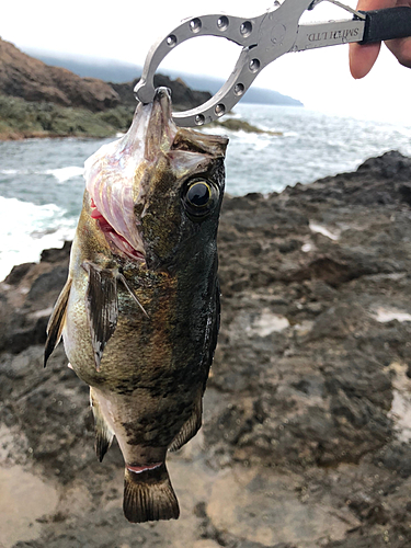 ムラソイの釣果