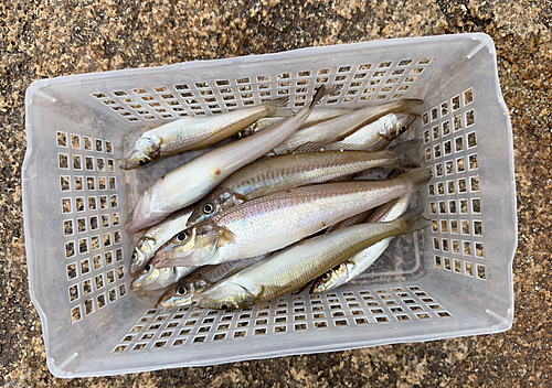 シロギスの釣果