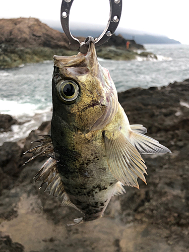 シロメバルの釣果