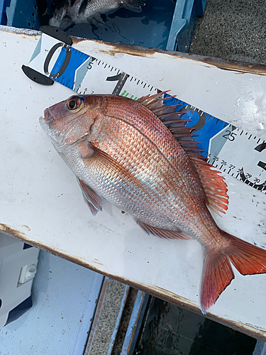 マダイの釣果