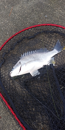 キビレの釣果