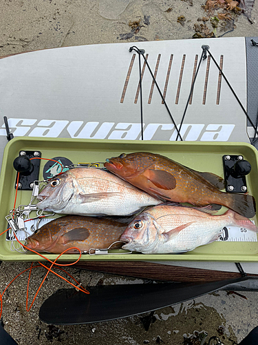 アコウの釣果