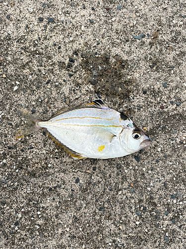 ヒイラギの釣果