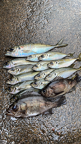 アジの釣果