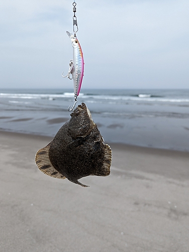 クロガレイの釣果