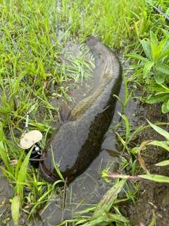 ナマズの釣果