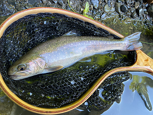 ニッコウイワナの釣果