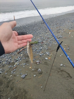 キスの釣果