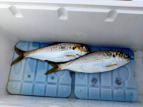 コノシロの釣果