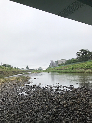 オイカワの釣果