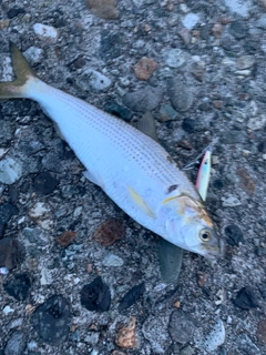 コノシロの釣果