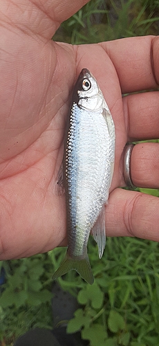 オイカワの釣果