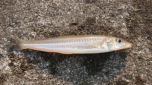 シロギスの釣果