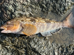 アイナメの釣果