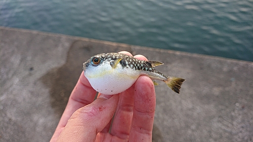 コモンフグの釣果