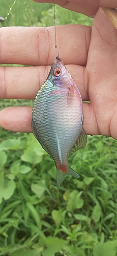 タイリクバラタナゴの釣果