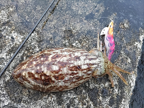 コウイカの釣果