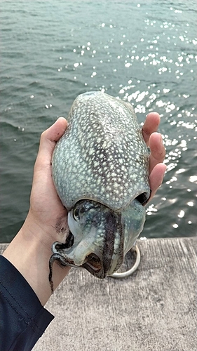 シリヤケイカの釣果