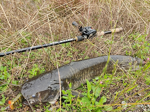 ナマズの釣果