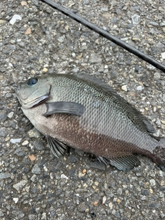 メジナの釣果
