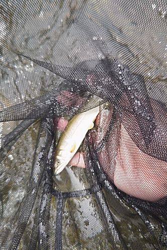 アユの釣果