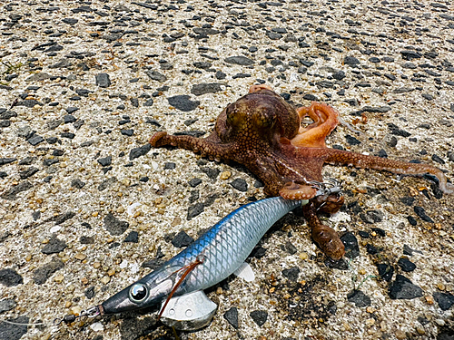 マダコの釣果