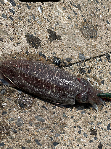 マツバイカの釣果