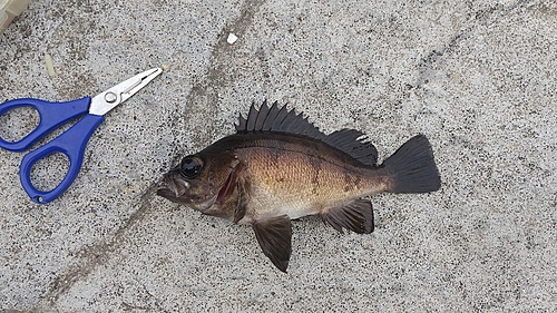 アカメバルの釣果