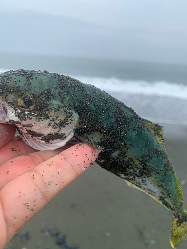 ワカシの釣果