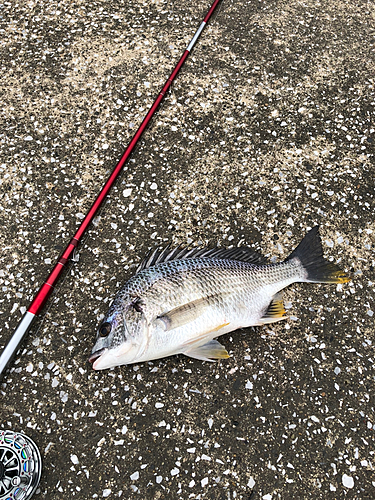 キビレの釣果