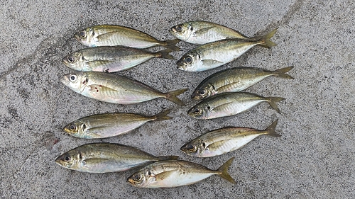 アジの釣果