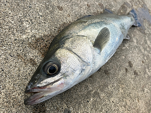 フッコ（マルスズキ）の釣果