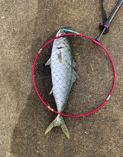 メジロの釣果