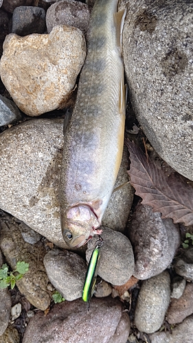 イワナの釣果