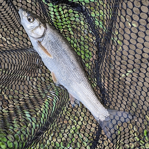 ウグイの釣果