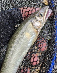 アユの釣果