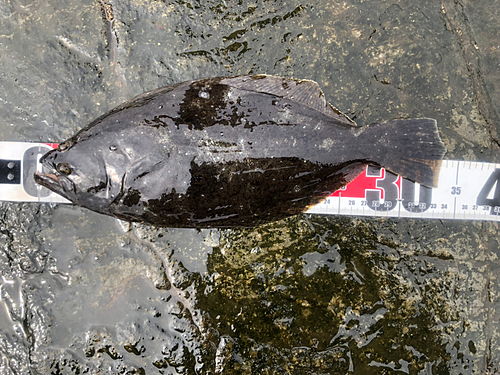 ヒラメの釣果