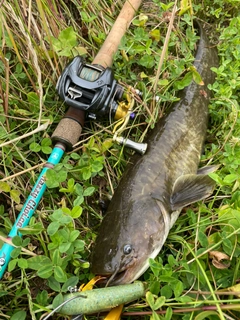 ナマズの釣果