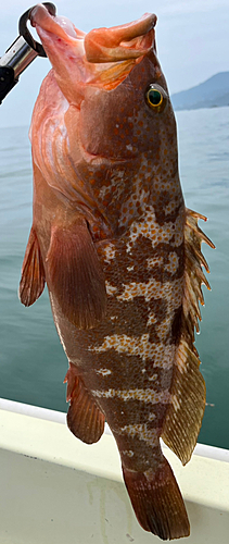 アコウの釣果