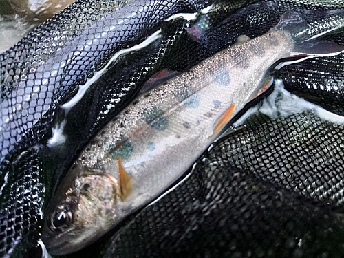 アマゴの釣果