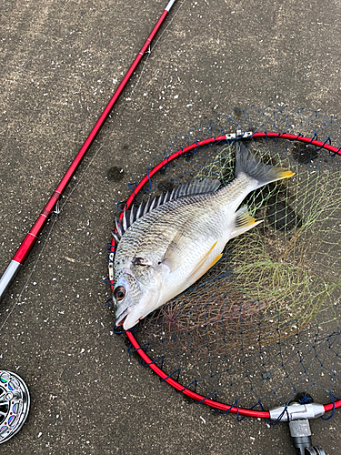 キビレの釣果