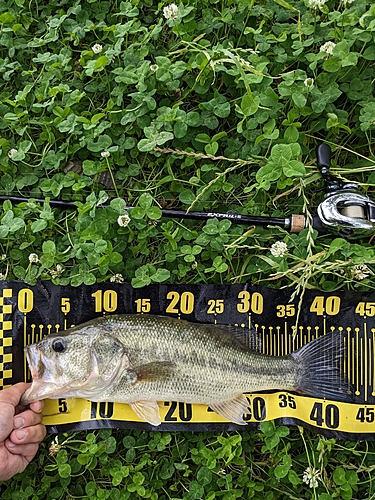 ブラックバスの釣果