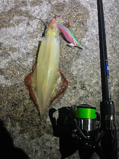 ケンサキイカの釣果