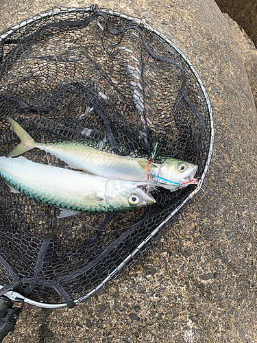 サバの釣果