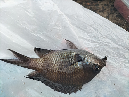 アイスズメダイの釣果