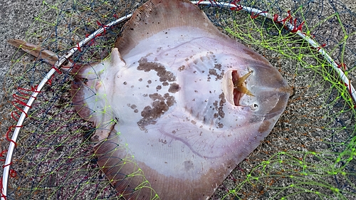 アカエイの釣果