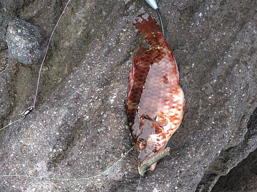 オハグロベラの釣果