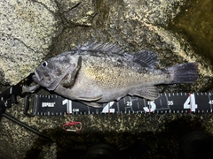 クロソイの釣果