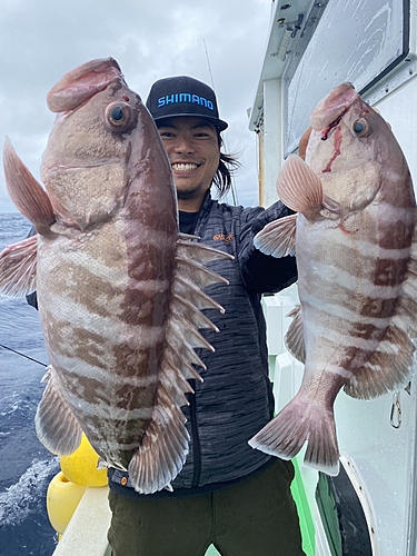 マハタの釣果